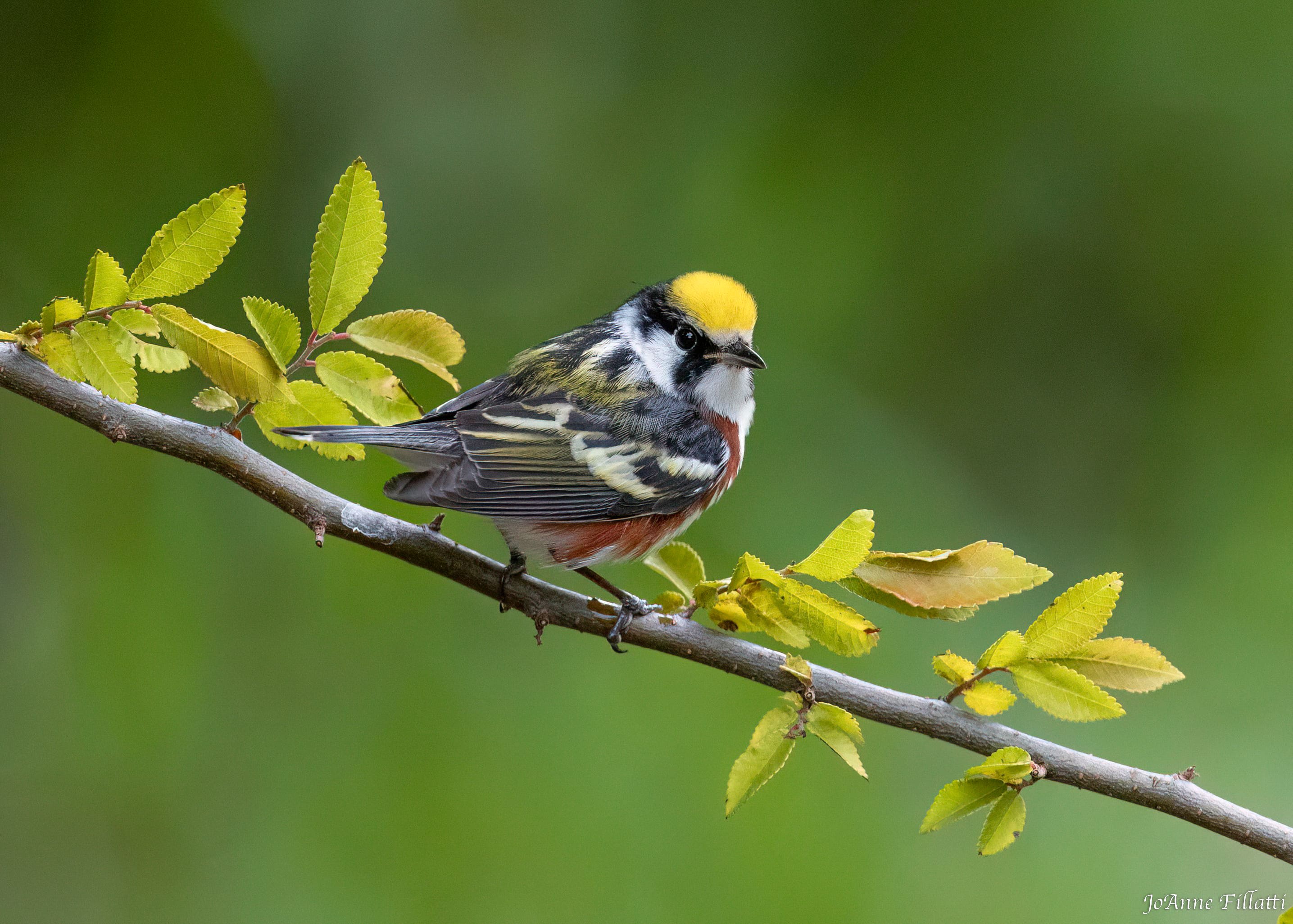 bird of Galveston Island image 16